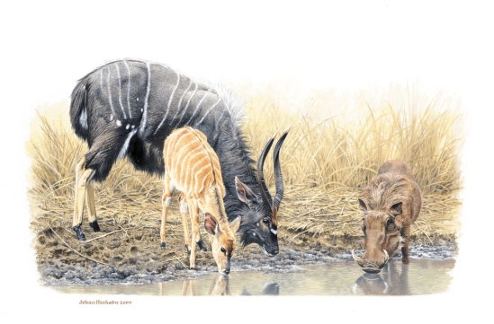 Nyala and Warthog at the Waterhole - 2000 A3 Print R950.00 (Signed)