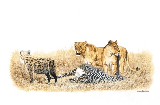Lionesses, Hyena and Zebra Prey A3 Print R950.00 (Signed)