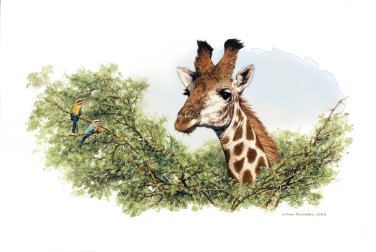 Giraffe - 1996 A3 Print (Signed) R950.00