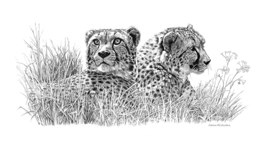 Cheetah Pair - A3 Print Pencil (Signed) R950.00