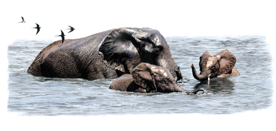 Elephant and Calves Swimming - A3 Print (Signed) R950.00