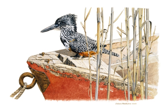 Giant Kingfisher - 1996 A3 Print (Signed) R950.00