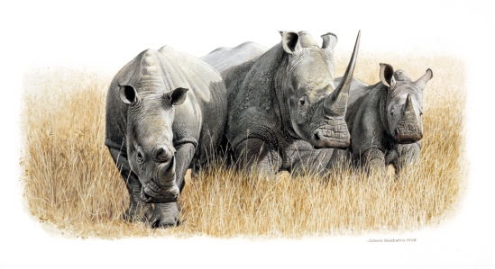 White Rhino Herd - 1998 A3 Print (Signed) R950.00