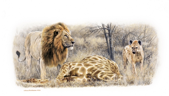 Lion, Hyena and Giraffe Prey - 1998 A3 Print (Signed) R950.00