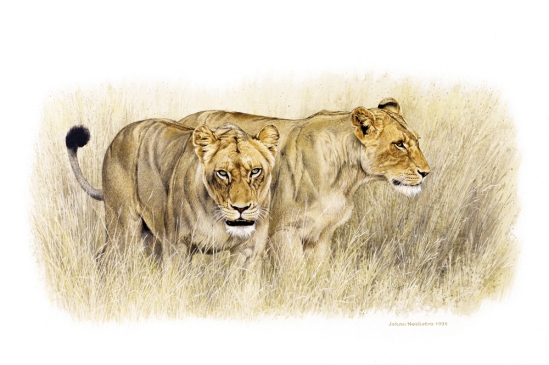 Two Lionesses - 1998 A3 Print (Signed) R950.00