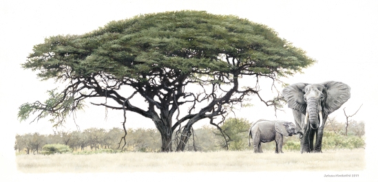 Elephant and Calf under Acacia Tree - 2001 A3 Print R950.00 (Signed)