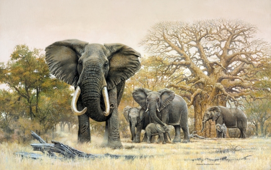 Elephant Herd and Baobab - 1997 A3 Print (Signed) R950.00
