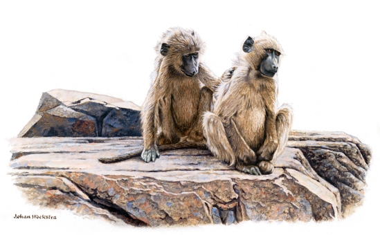 Two Juvenile Baboons Grooming - 2003 A3 Print R950.00 (Signed)