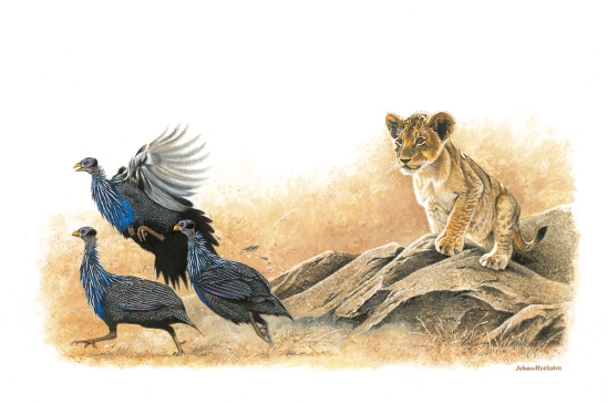 Lion Cub with Vulturine Guinea-fowl - 2008 A3 Print (Signed)