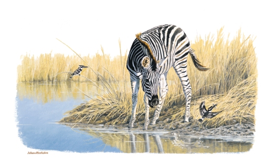 Zebra with Pied Kingfishers - A3 Print R950.00 (Signed)