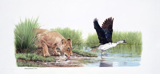Lioness with Knob-billed Duck - 2000 A3 Print R950.00 (Signed)