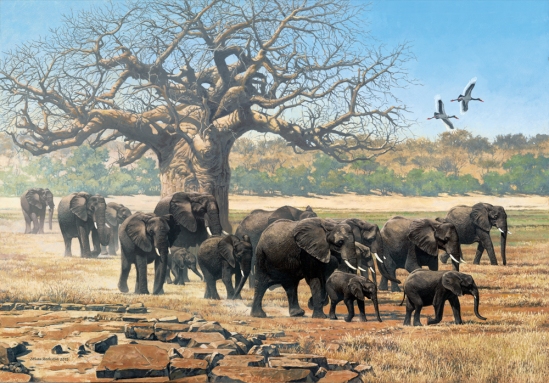 Elephant herd with Saddle-billed Storks and Baobab - 2003 A3 Signed Print R950.00