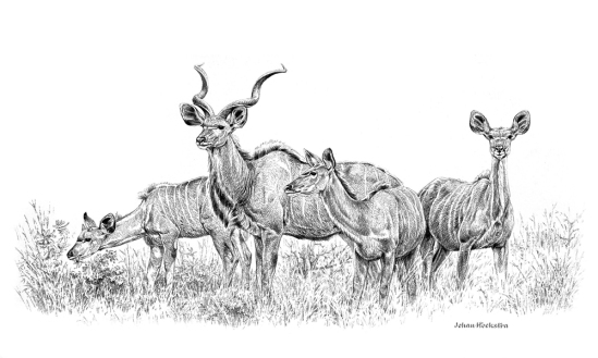 Kudu Herd - A3 Print Pencil (Signed) R950.00
