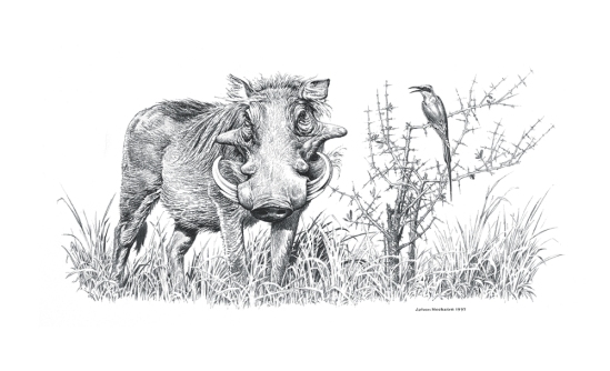 Warthog and Carmine Bee-eater - A3 Signed Print R950.00